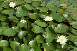 2107_Water lily.JPG